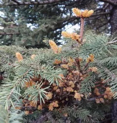 spruce witch's broom rust thumbnail 3