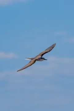 Bridled Tern thumbnail 1