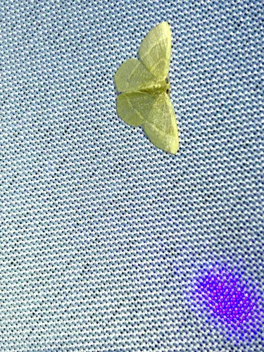 Thin-lined Emerald