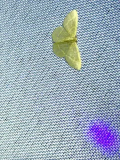 Thin-lined Emerald thumbnail 1