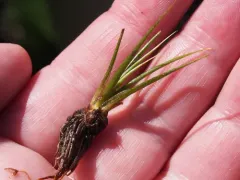 Bolander's quillwort thumbnail 2