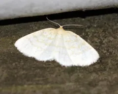 False Yellow-dusted Cream thumbnail 2