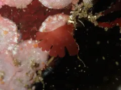 Gloiocladia fryeana thumbnail 1