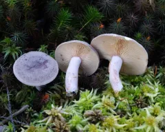 Lactarius hibbardiae thumbnail 2