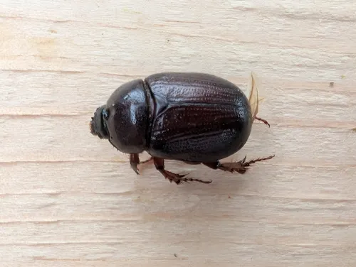 Ligyrus neglectus