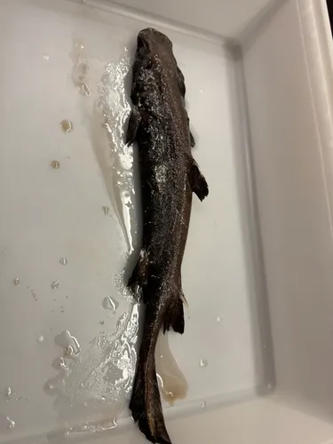 Black Dogfish