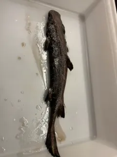 Black Dogfish thumbnail 1