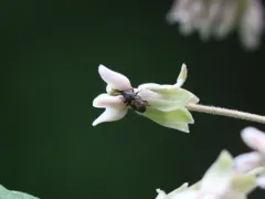 Glyptobaris lecontei thumbnail 4