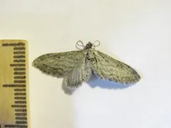 Eupithecia behrensata thumbnail 2