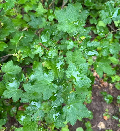 Maple currant