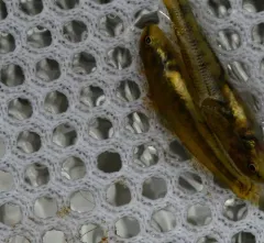 Banded Darter thumbnail 2