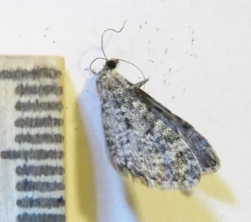 Eupithecia lafontaineata