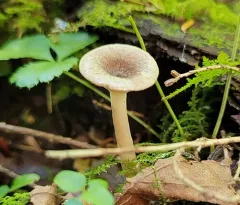 Gray Milkcap thumbnail 2
