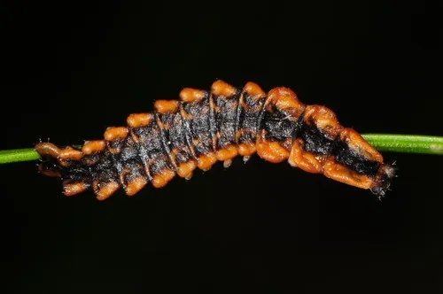 Lyconotus lateralis