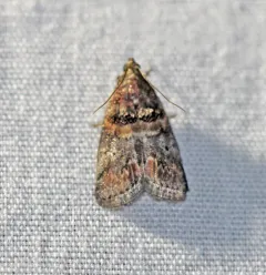 Hickory Leafstem Borer Moth thumbnail 1
