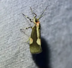 Packard's Lichen Moth thumbnail 2