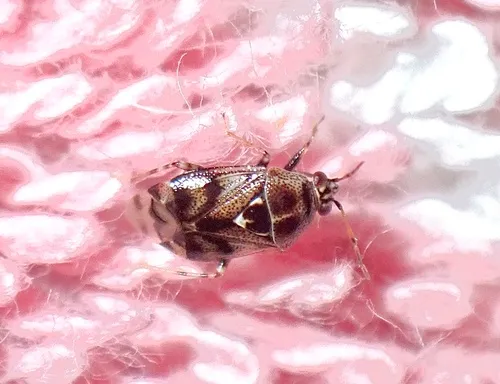 Deraeocoris nebulosus
