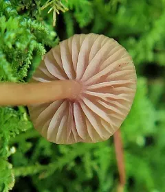 Laccaria longipes thumbnail 2
