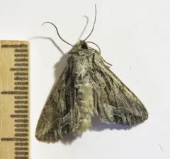 Spalding's Quaker thumbnail 4