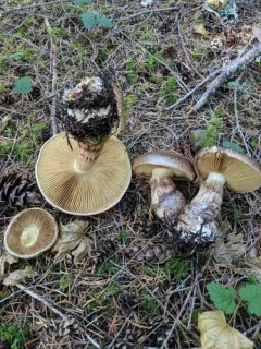 Phlegmacium superbum thumbnail 2