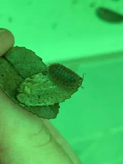 Giant Canyon Woodlouse thumbnail 2