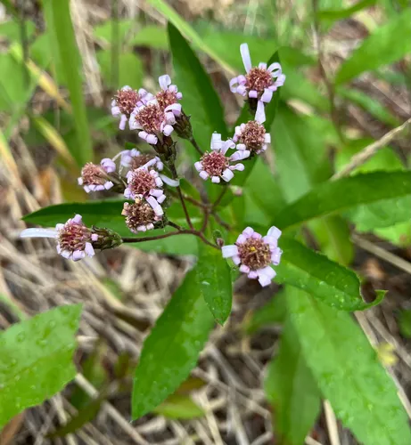 roughleaf aster