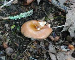 Russula abietina thumbnail 4