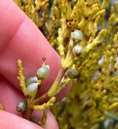Fir Dwarf-Mistletoe thumbnail 1