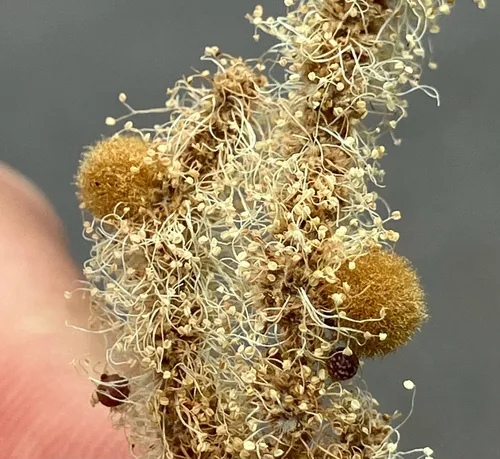 Chinquapin Flower Gall Wasp