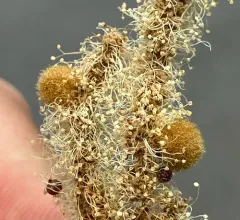 Chinquapin Flower Gall Wasp thumbnail 1