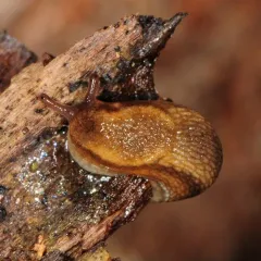Western Dusky Slug thumbnail 3