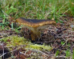 Lactarius sordidus thumbnail 3
