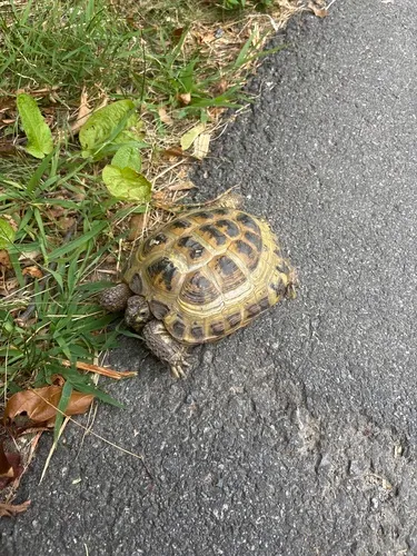Afghan Tortoise