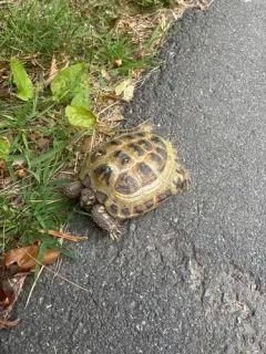 Afghan Tortoise thumbnail 1
