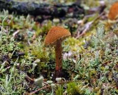 Cystodermella granulosa thumbnail 4