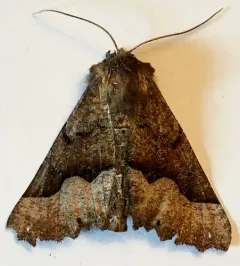 Western Pero Moth thumbnail 4