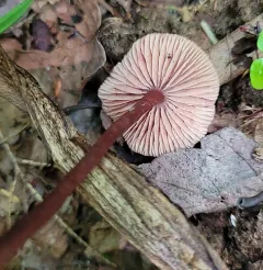 Laccaria striatula thumbnail 1