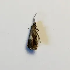 Dichrorampha simulana thumbnail 2