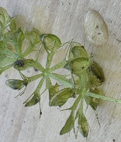 Waterwheel Plant