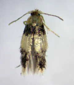 Stigmella macrocarpae thumbnail 2