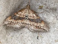 Orthonama evansi thumbnail 2