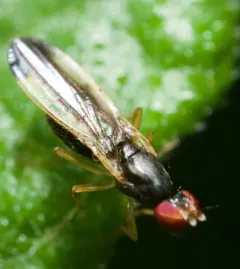 Arganthomyza vittipennis thumbnail 2