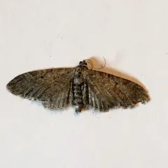 Eupithecia perfusca thumbnail 4