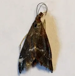 Pyrausta nicalis thumbnail 2