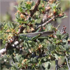 Spotted Bird Grasshopper thumbnail 2
