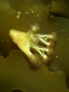 Horned Stalked Jellyfish thumbnail 1