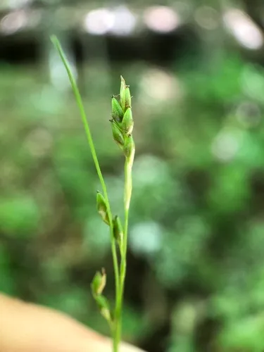 summer sedge