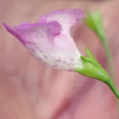 Round-stem False Foxglove thumbnail 4