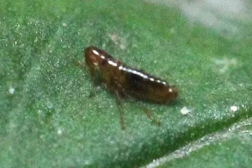 Oropsylla montana