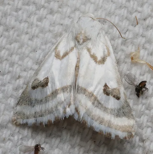 Schinia reniformis